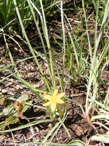 Hypoxis argentea (Small yellow star-flowers) — photo