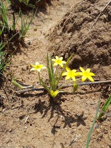 Hypoxis argentea