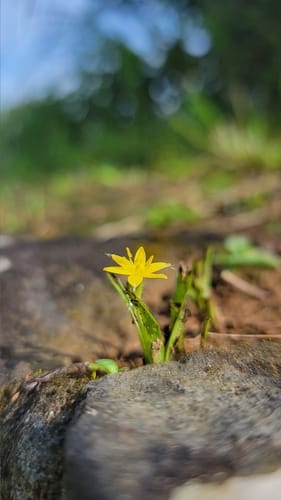 Hypoxis aurea — photo
