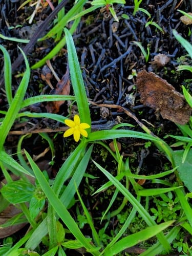 Hypoxis decumbens — photo