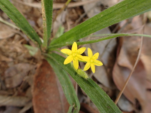 Hypoxis decumbens