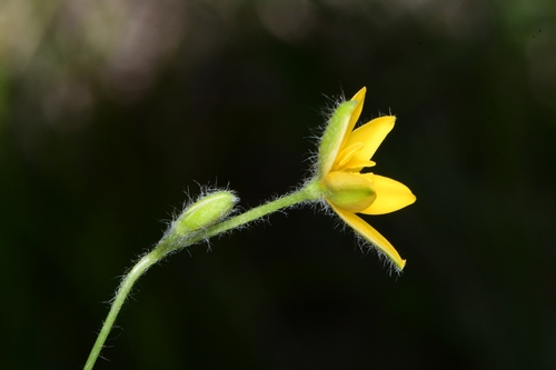Hypoxis hirsuta (Yellow star grass) — photo