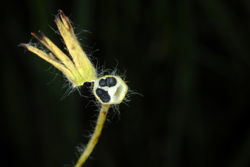 Hypoxis hirsuta (Yellow star grass) — photo