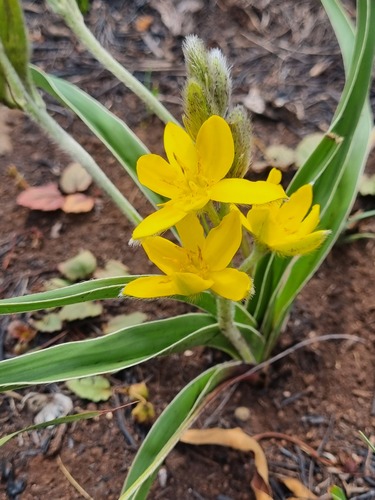 Hypoxis obtusa (Yellow star) — photo