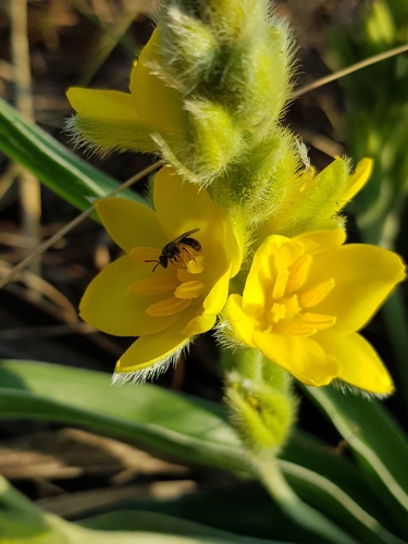 Hypoxis obtusa (Yellow star) — photo