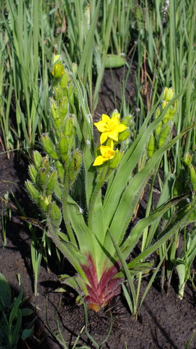 Hypoxis obtusa