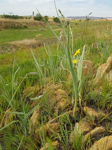Hypoxis rigidula — photo