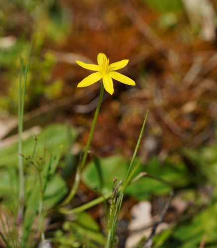 Hypoxis vaginata (Yellow star) — photo