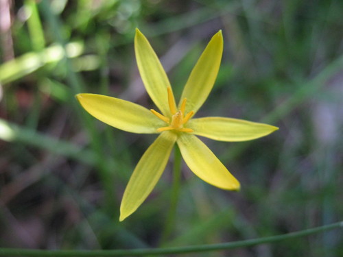 Hypoxis vaginata (Yellow star) — photo