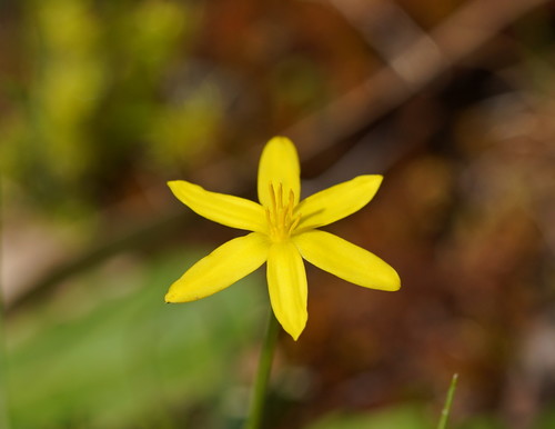 Hypoxis vaginata