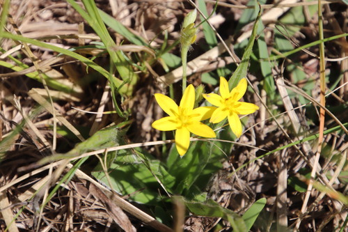 Hypoxis villosa (Star grass) — photo