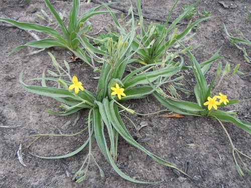 Hypoxis villosa