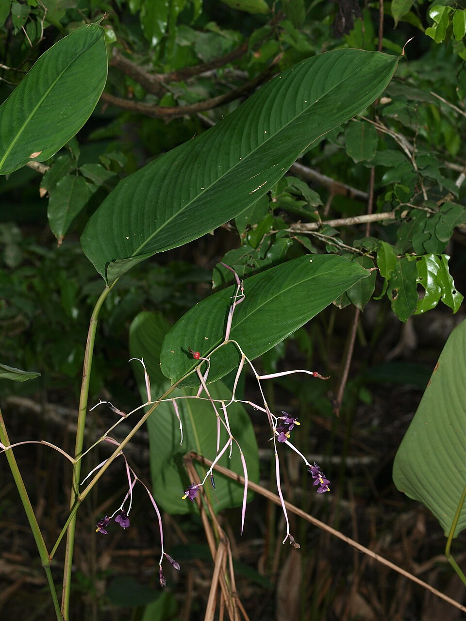 Hypselodelphys poggeana — photo