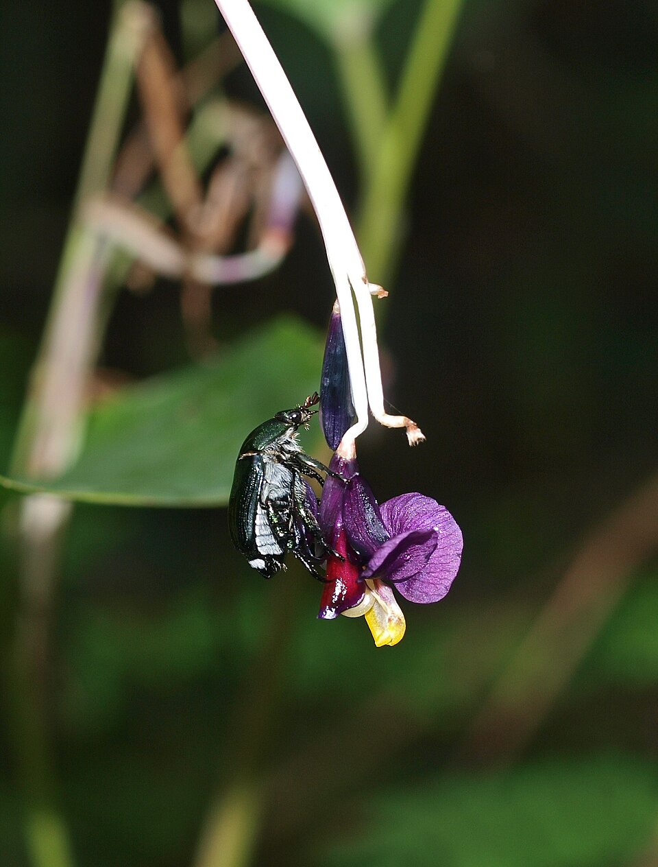 Hypselodelphys poggeana