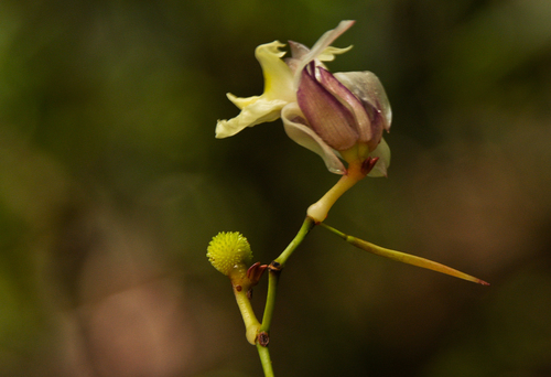Hypselodelphys scandens — photo