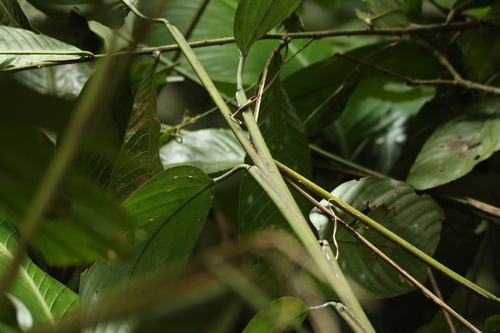 Hypselodelphys scandens — photo