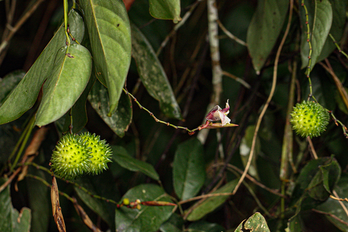 Hypselodelphys scandens
