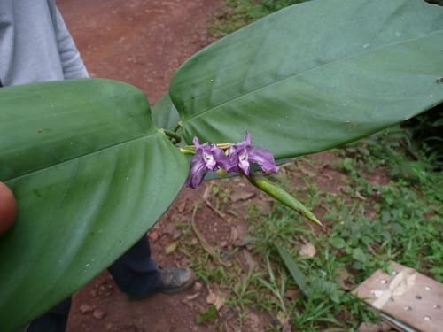 Hypselodelphys violacea — photo