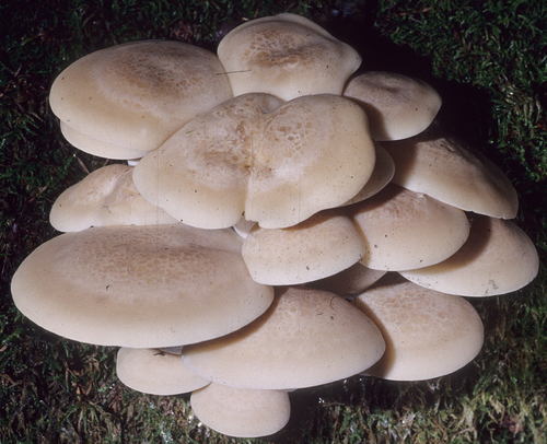 Hypsizygus marmoreus