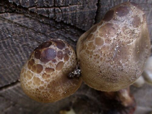Hypsizygus tesselatus (Beech mushroom) — photo