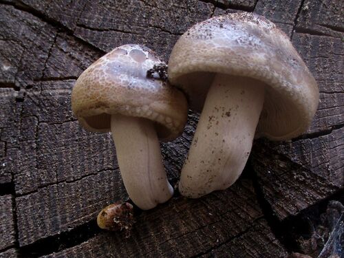 Hypsizygus tesselatus (Beech mushroom) — photo