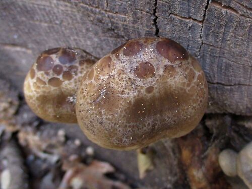 Hypsizygus tesselatus
