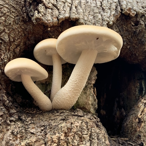 Hypsizygus ulmarius (Elm mushroom) — photo