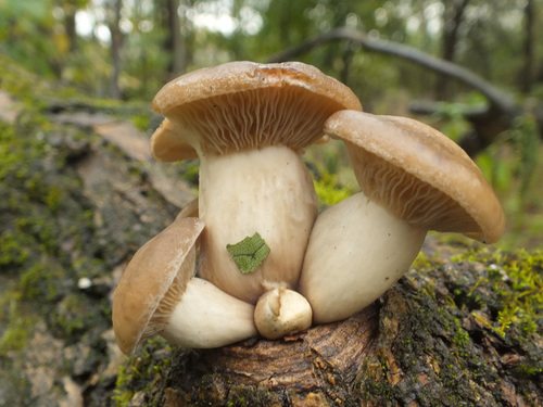 Hypsizygus ulmarius (Elm mushroom) — photo