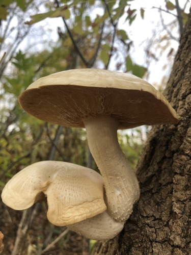 Hypsizygus ulmarius