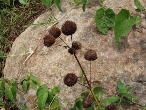 Hyptis capitata (Knobweed) — photo
