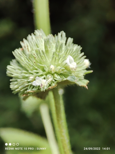 Hyptis capitata (Knobweed) — photo