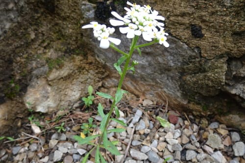 Iberis amara (Rocket candytuft) — photo