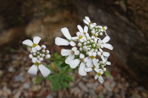 Iberis amara (Rocket candytuft) — photo