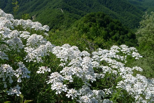 Iberis amara