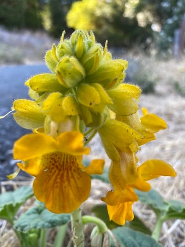 Ibicella lutea (Yellow unicorn-plant) — photo