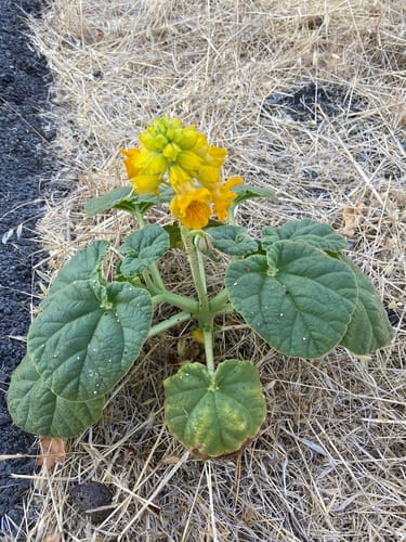 Ibicella lutea (Yellow unicorn-plant) — photo
