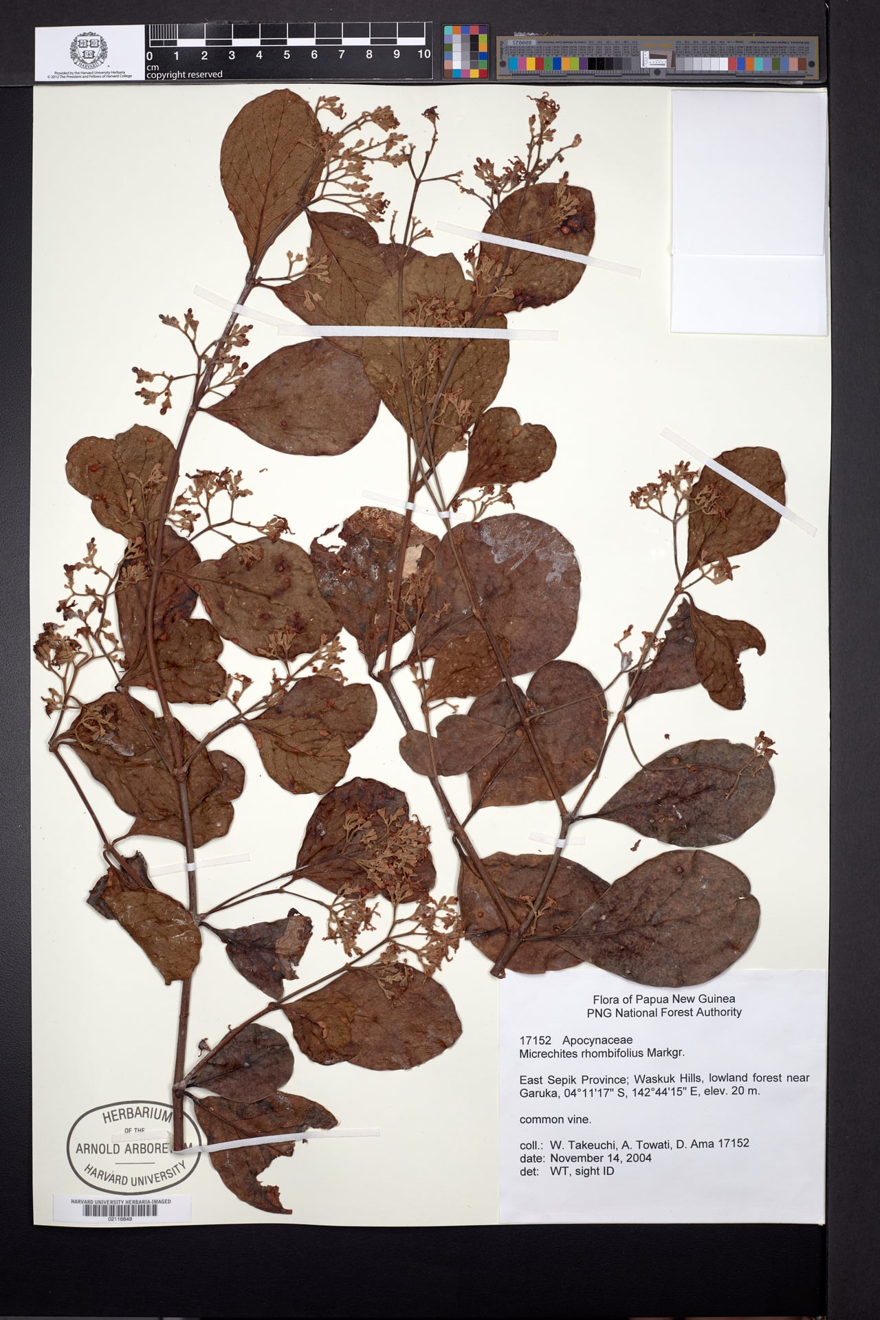 Ichnocarpus rhombifolius — photo