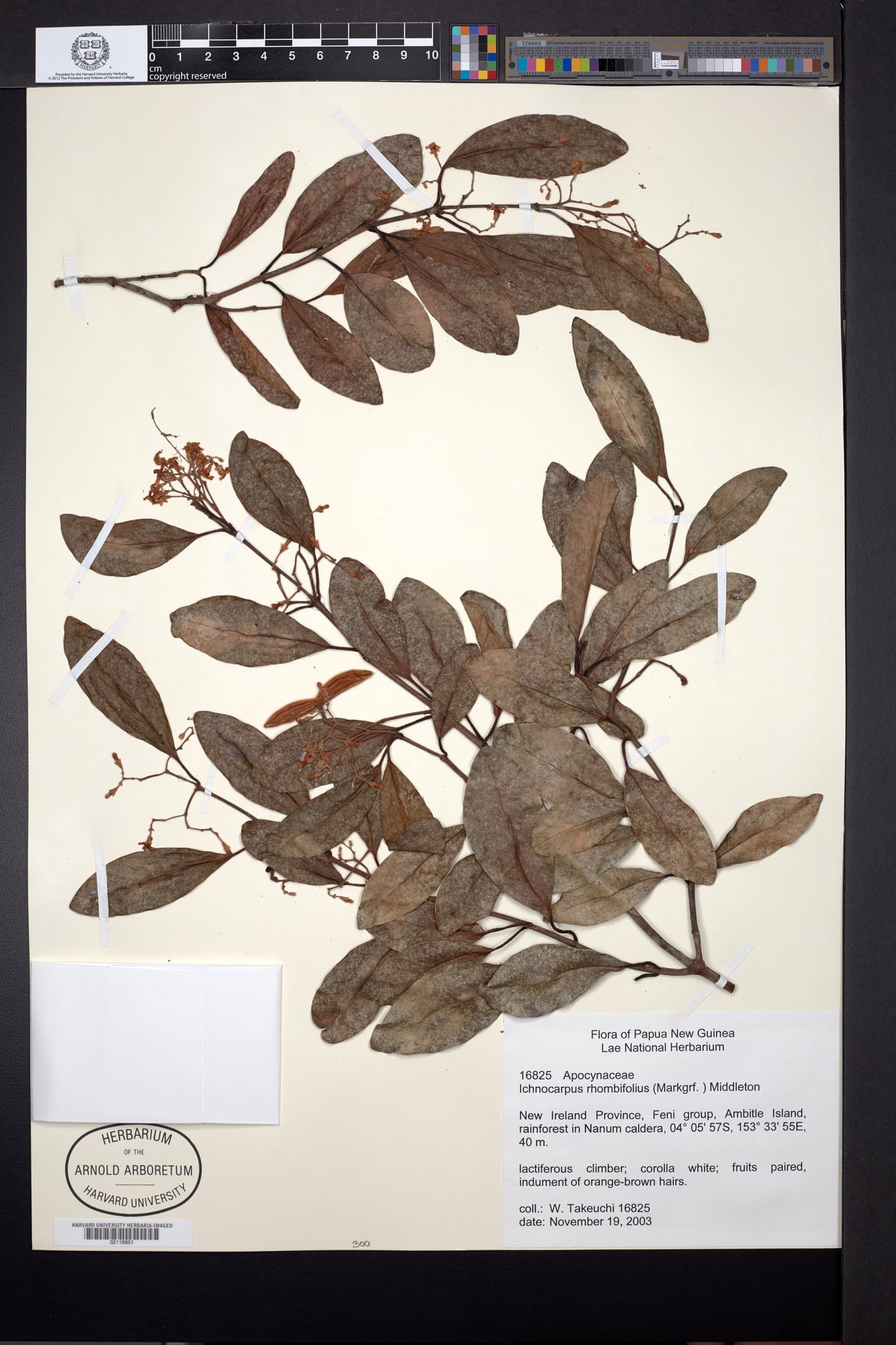 Ichnocarpus rhombifolius — photo