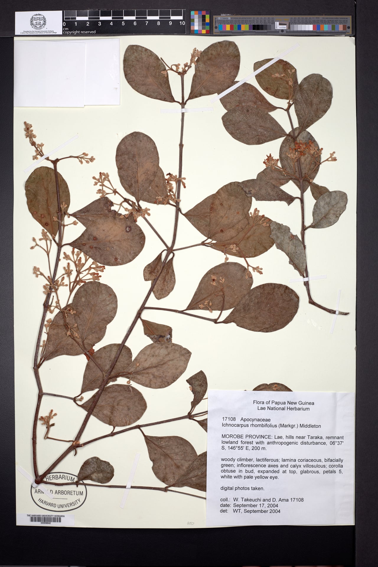 Ichnocarpus rhombifolius