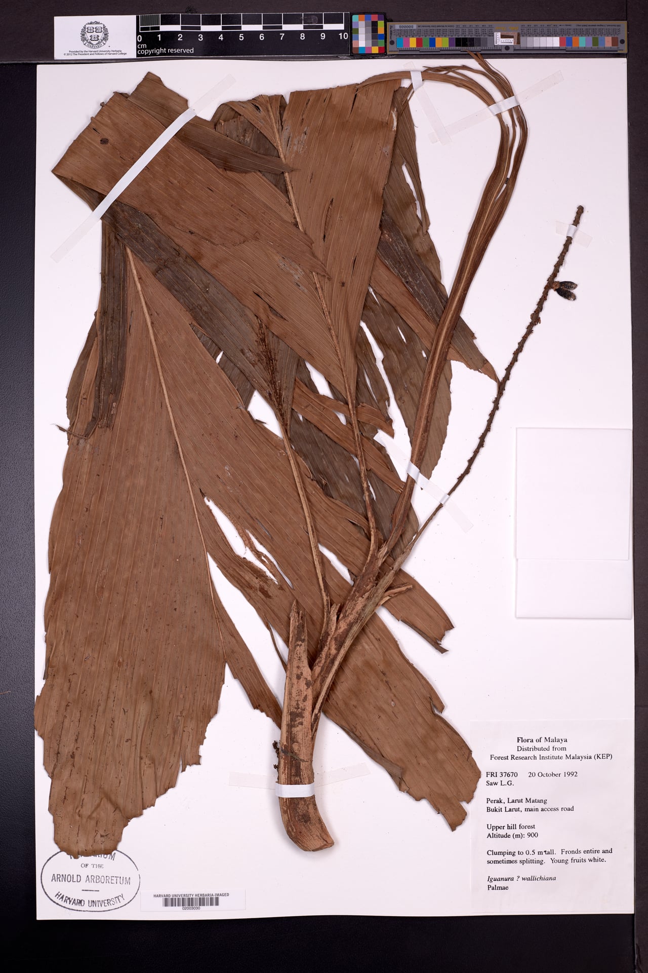 Iguanura geonomiformis (Pinang boreng) — photo