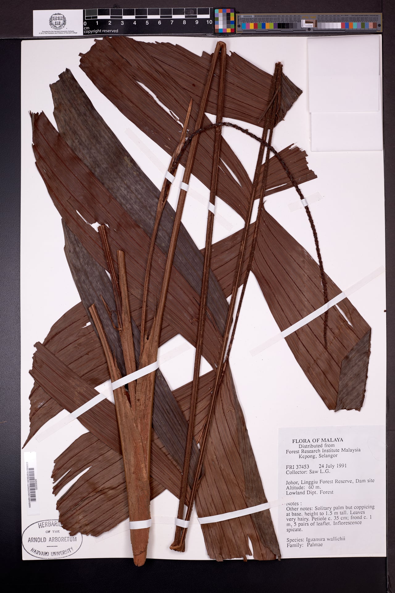 Iguanura geonomiformis (Pinang boreng) — photo