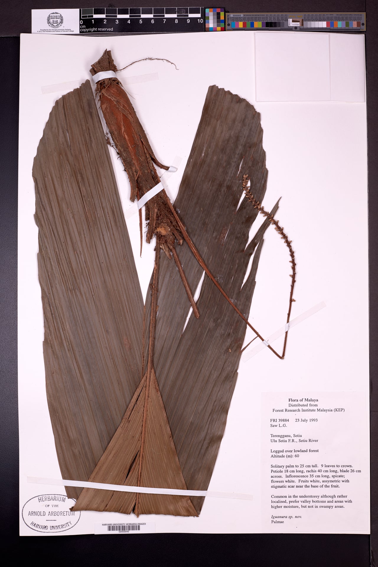 Iguanura geonomiformis
