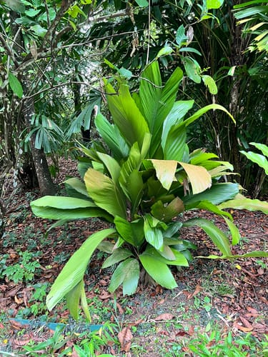 Iguanura wallichiana — photo