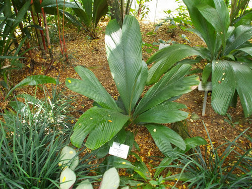 Iguanura wallichiana