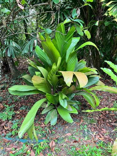 Iguanura wallichiana — photo