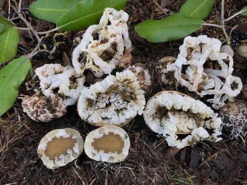 Ileodictyon cibarium (Basket fungus) — photo
