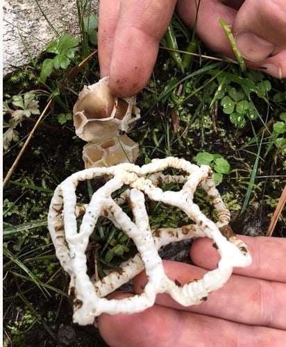 Ileodictyon cibarium (Basket fungus) — photo