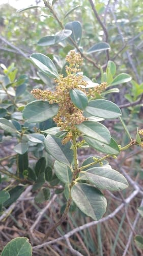Ilex affinis (Affine holly) — photo