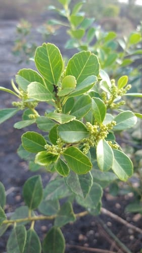 Ilex affinis (Affine holly) — photo