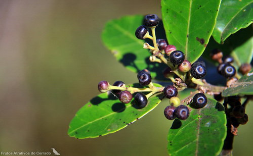 Ilex affinis